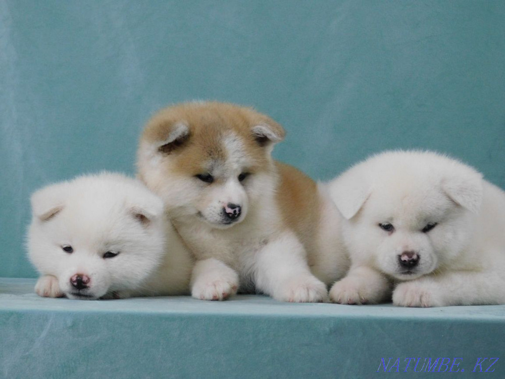 Akita Inu puppy Белоярка - photo 3