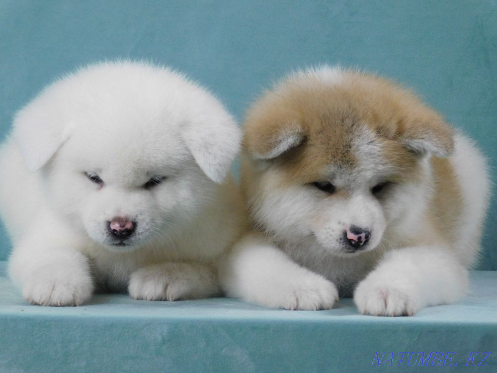 Hachiko is waiting for his friend Ust-Kamenogorsk - photo 1