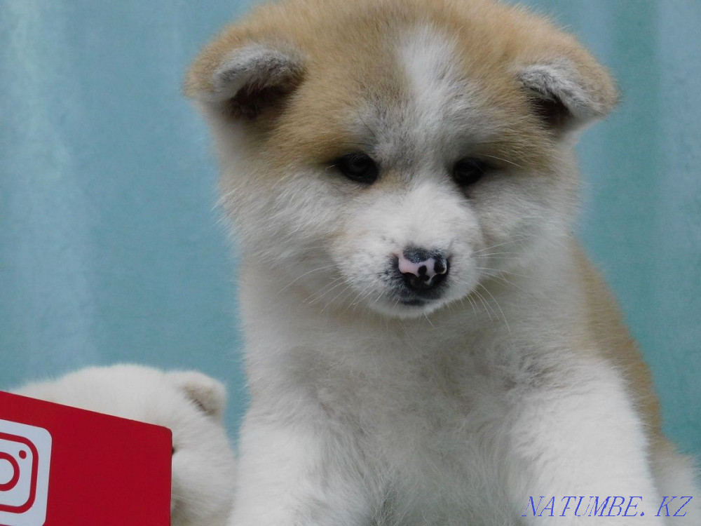 Hachiko is waiting for his friend Ust-Kamenogorsk - photo 3