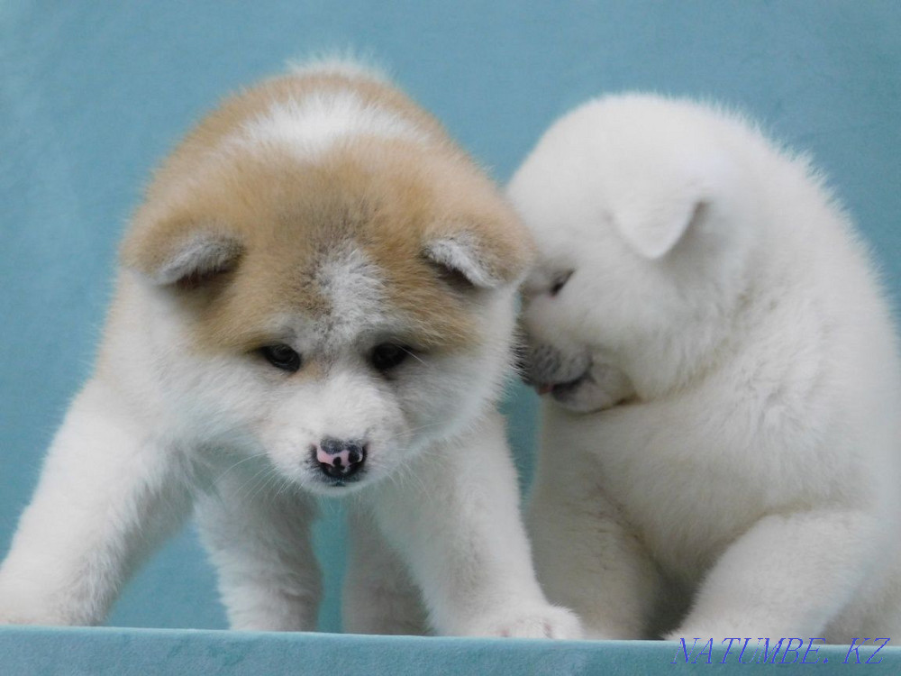 Hachiko is waiting for his friend Ust-Kamenogorsk - photo 2