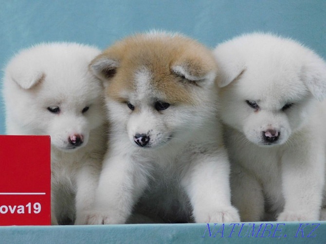 Beautiful puppies ready to move Akita Inu breed Бостандык - photo 3
