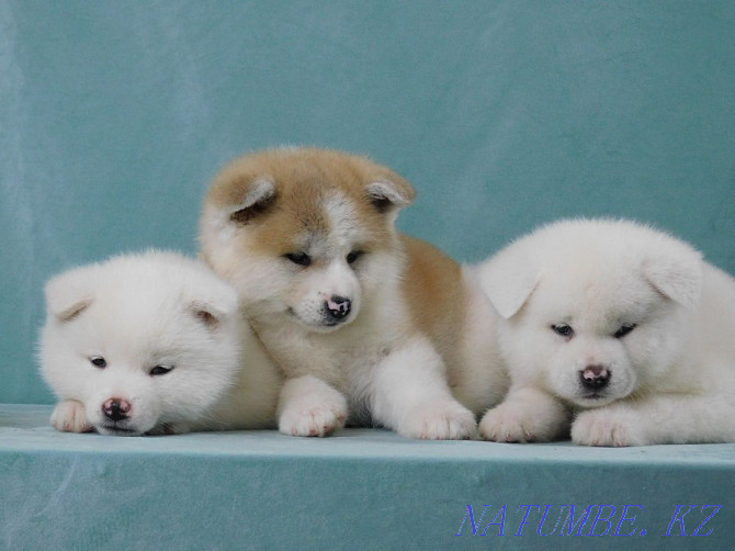 Красивые щенки готов к переезду порода акита-ину Бостандык - изображение 4