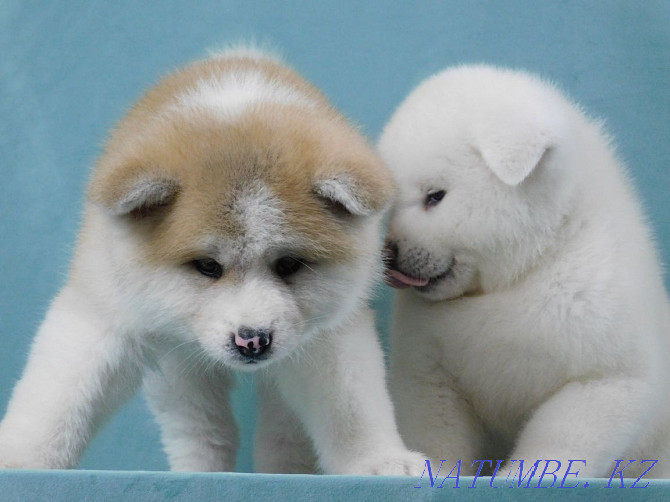 Красивые щенки готов к переезду порода акита-ину Бостандык - изображение 7