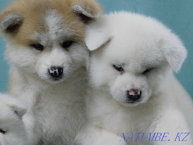 Красивые щенки готов к переезду порода акита-ину Бостандык - изображение 1