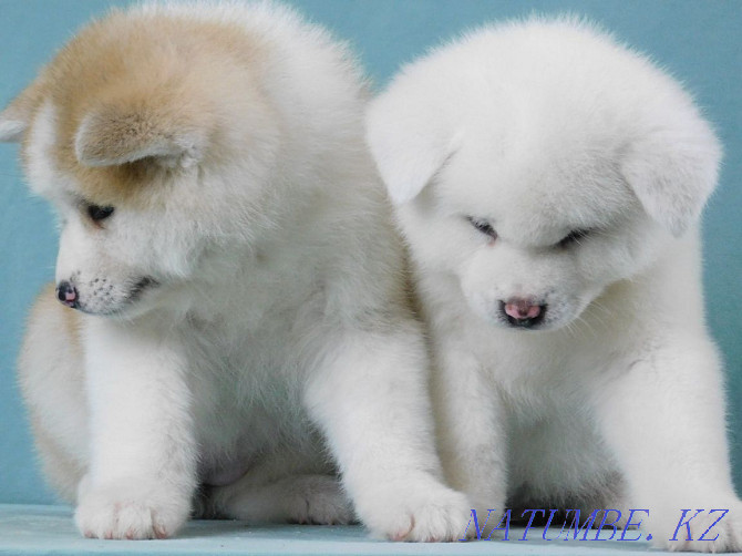 Красивые щенки готов к переезду порода акита-ину Бостандык - изображение 5