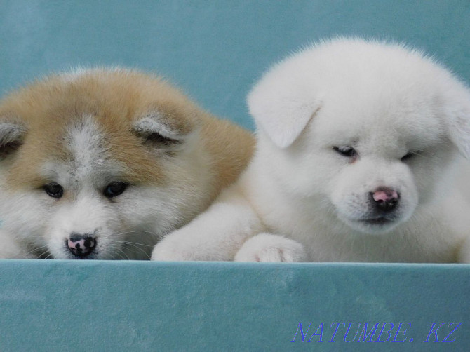 Красивые щенки готов к переезду порода акита-ину Бостандык - изображение 6