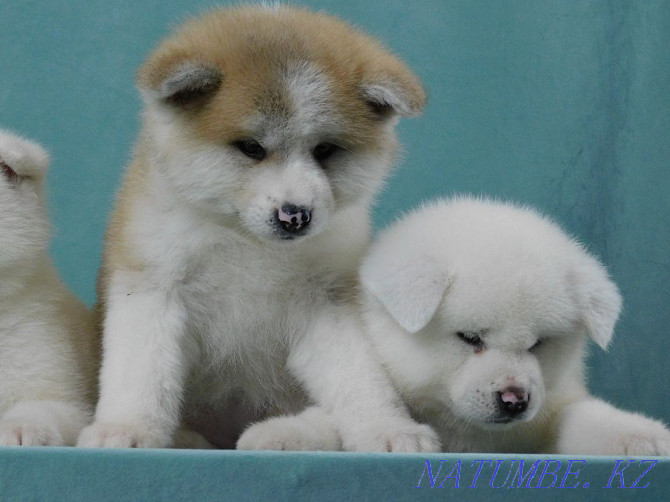 Beautiful puppies ready to move Akita Inu breed Бостандык - photo 2