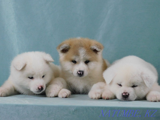 Kennel offers Akita Inu puppies Semey - photo 5