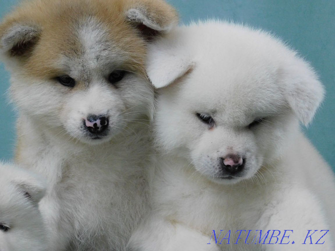 Kennel offers Akita Inu puppies Semey - photo 1