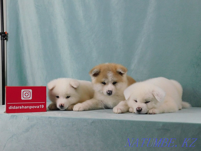 Kennel offers Akita Inu puppies Semey - photo 4