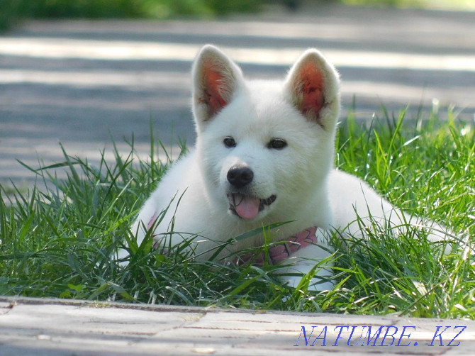 雄性秋田犬八公 Алматы - photo 5