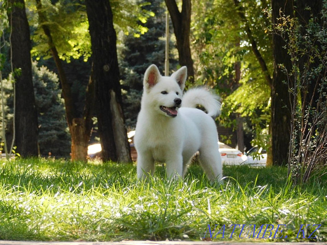 雄性秋田犬八公 Алматы - photo 1