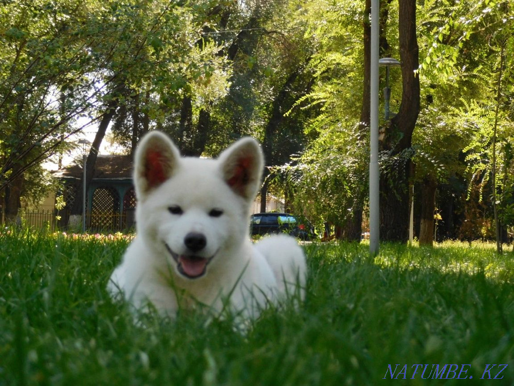 Male Akita Inu Hachiko Almaty - photo 6