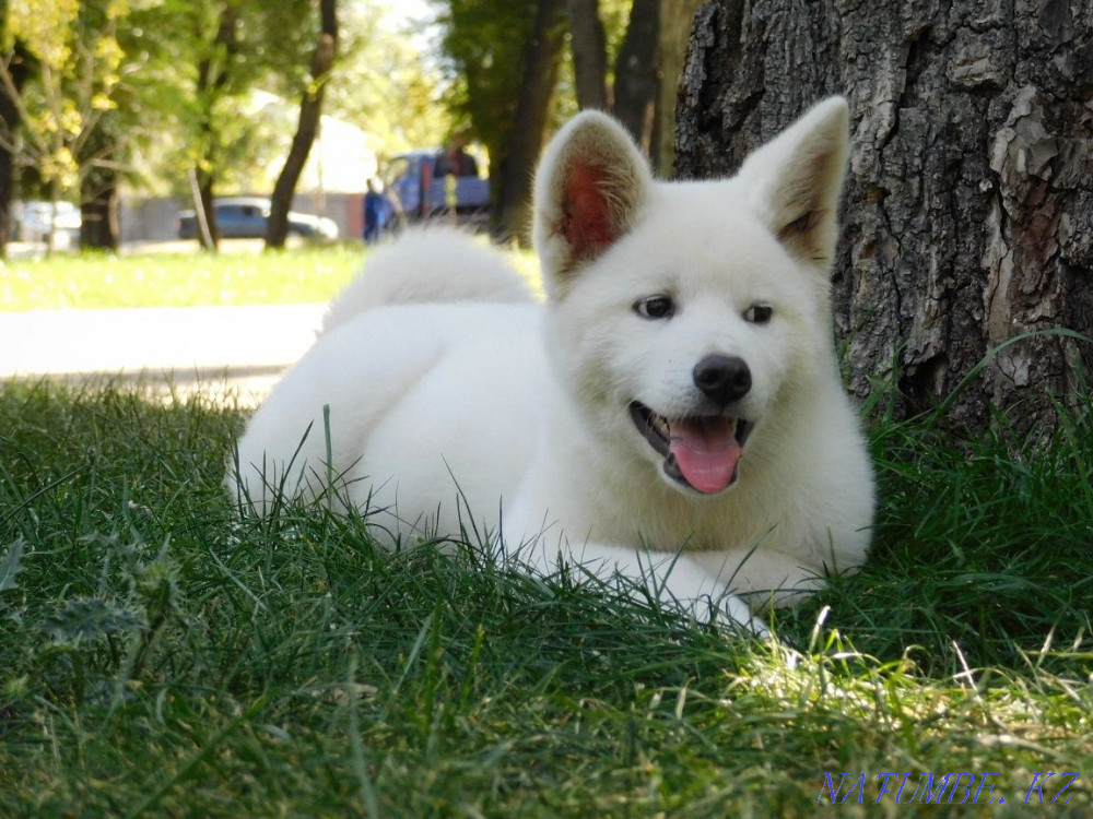 Male Akita Inu Hachiko Almaty - photo 7