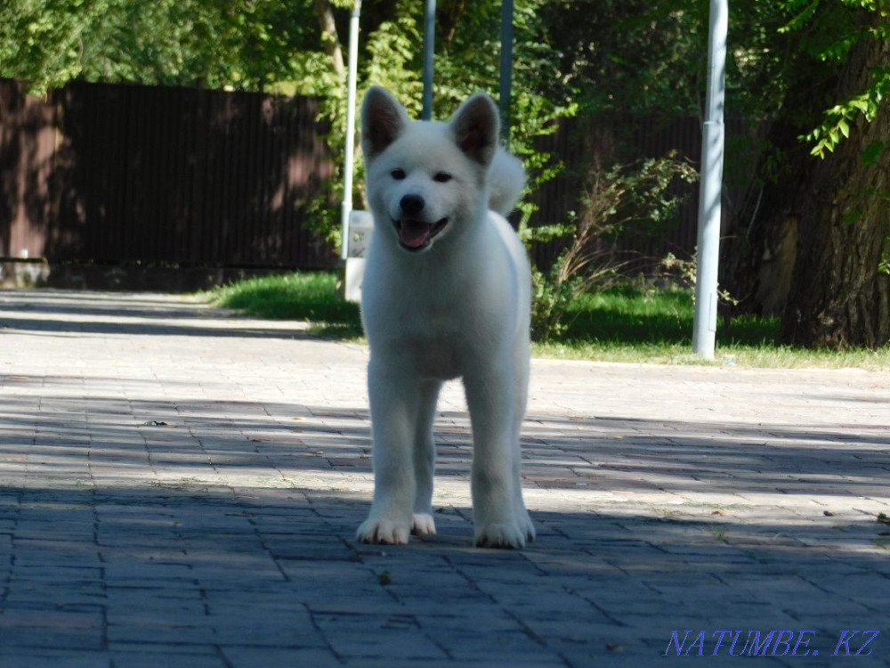 Male Akita Inu Hachiko Almaty - photo 4