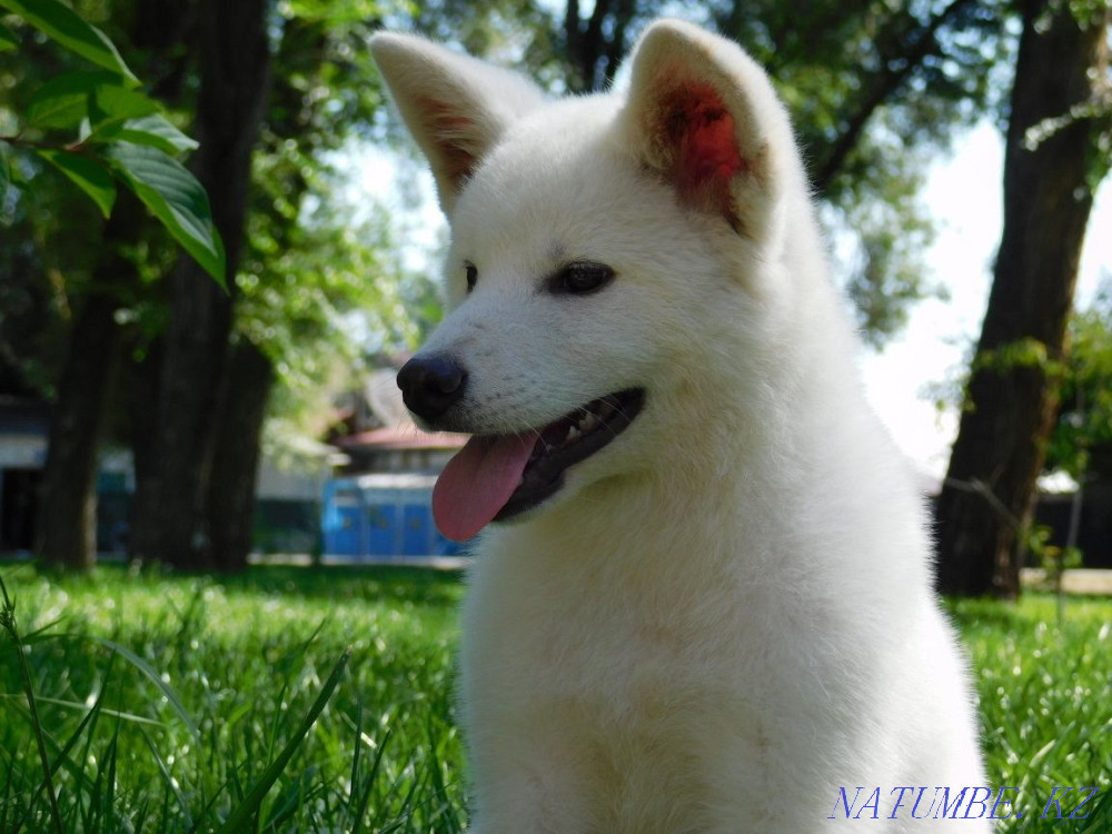 Male Akita Inu Hachiko Almaty - photo 3