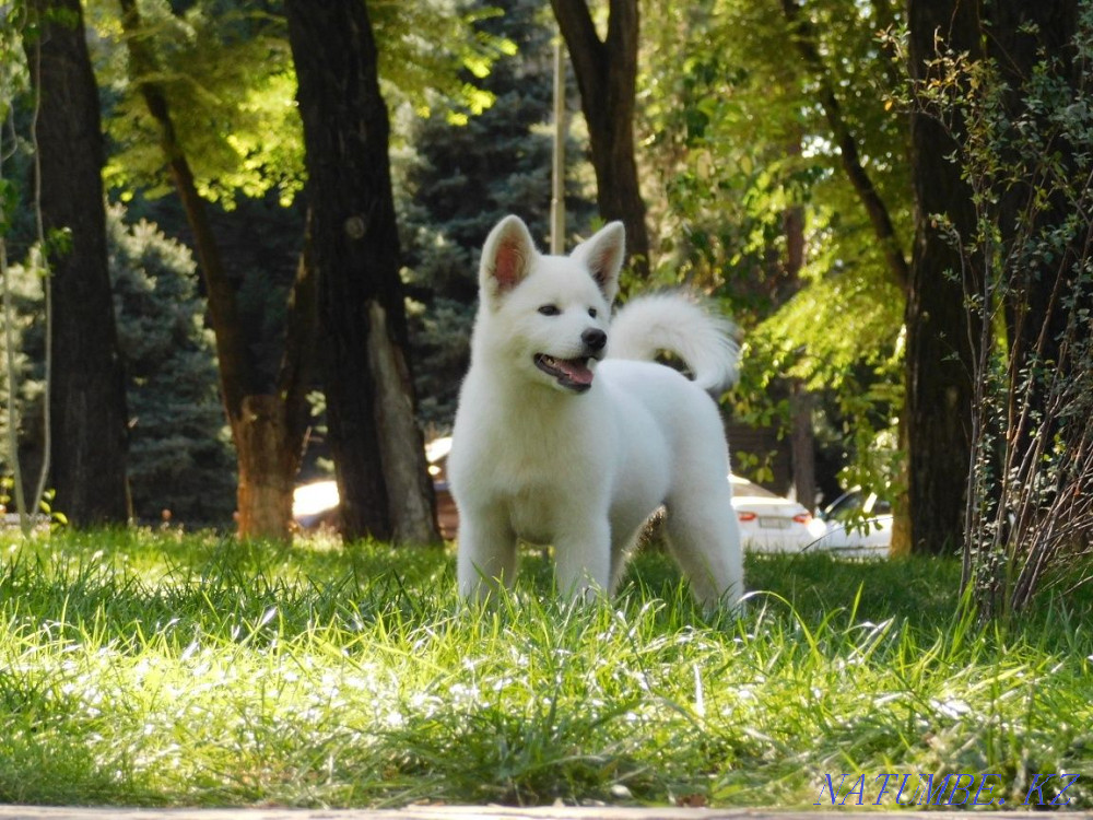 Male Akita Inu Hachiko Almaty - photo 1