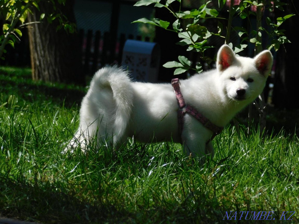 Male Akita Inu Hachiko Almaty - photo 2