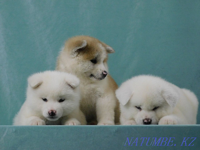 Puppies ready to move to new home Pavlodar - photo 4