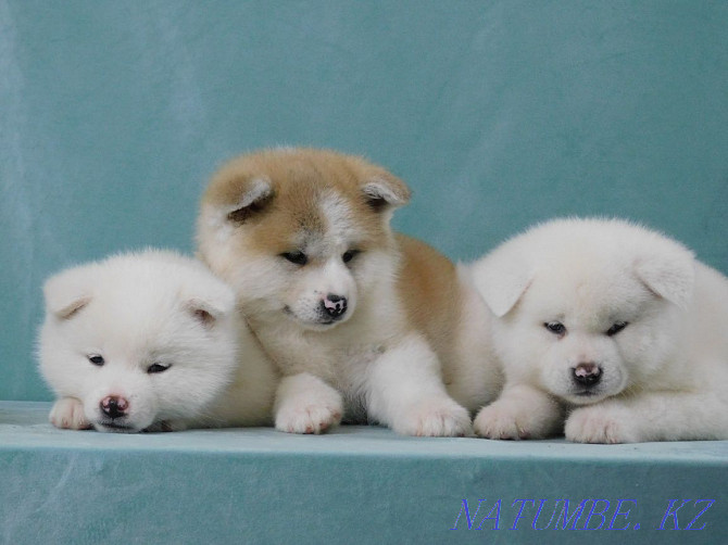 Puppies ready to move to new home Pavlodar - photo 5