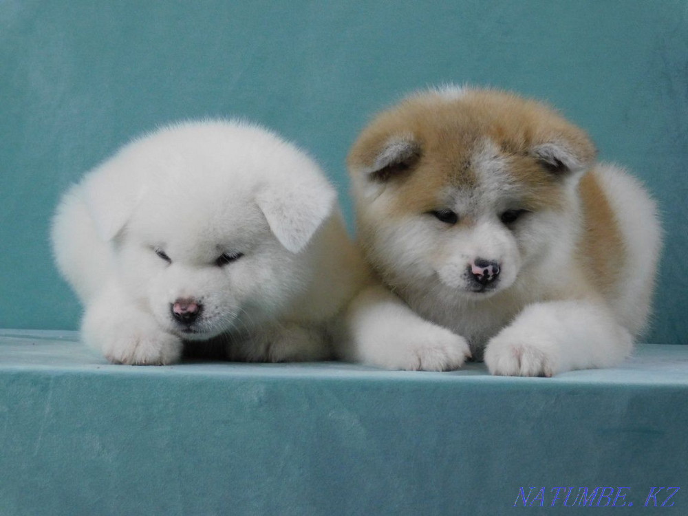 Faithful friend (Hachiko) Бостандык - photo 6