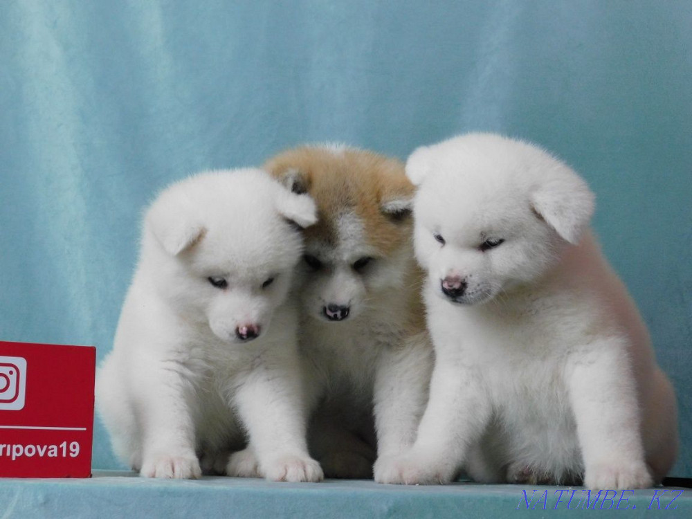 Faithful friend (Hachiko) Бостандык - photo 3