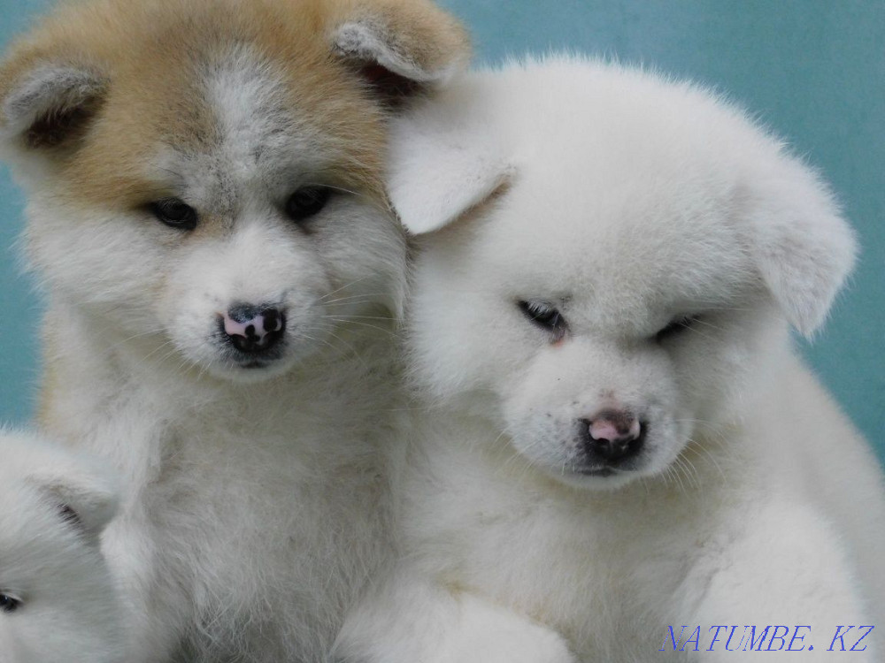 Faithful friend (Hachiko) Бостандык - photo 1