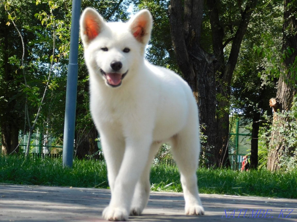 Белый щенок Акиты ину Актау - изображение 1