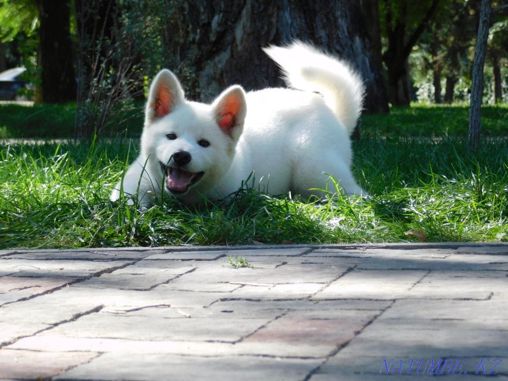 Акита ину (Хатико) White Актобе - изображение 1