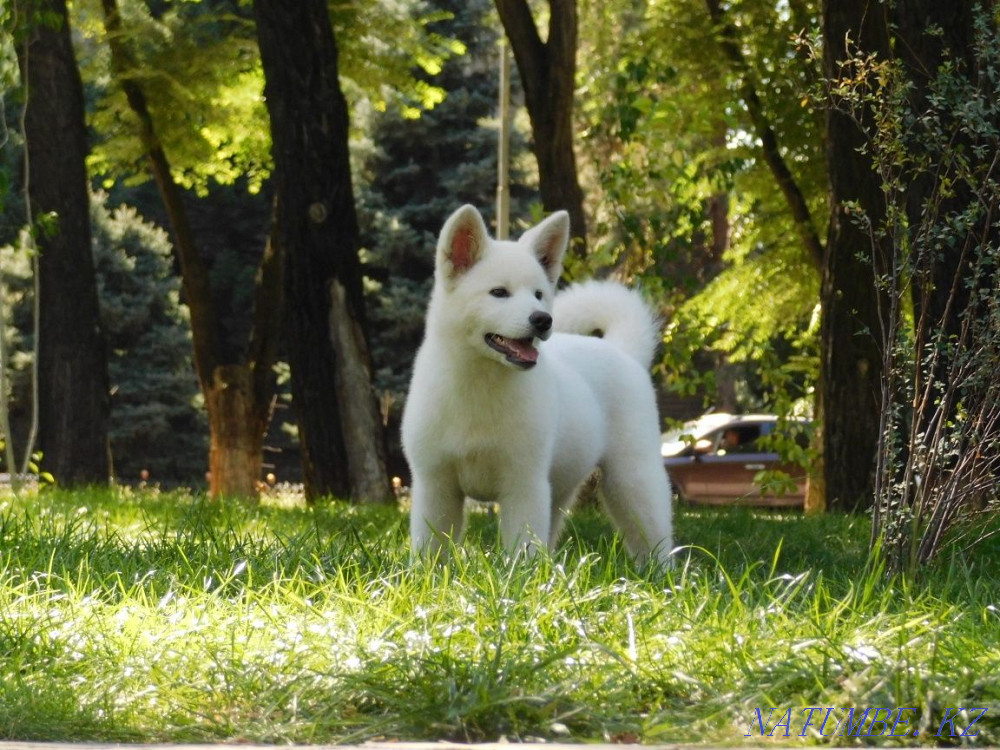 Акита ину (Хатико) White Актобе - изображение 2