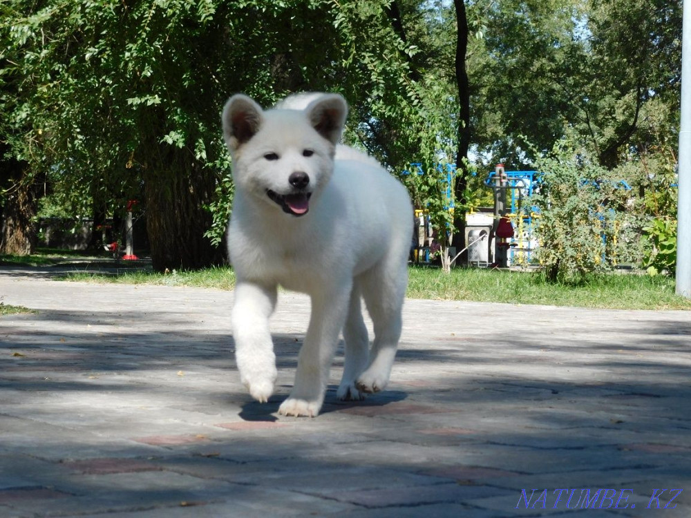Акита ину (Хатико) White Актобе - изображение 6