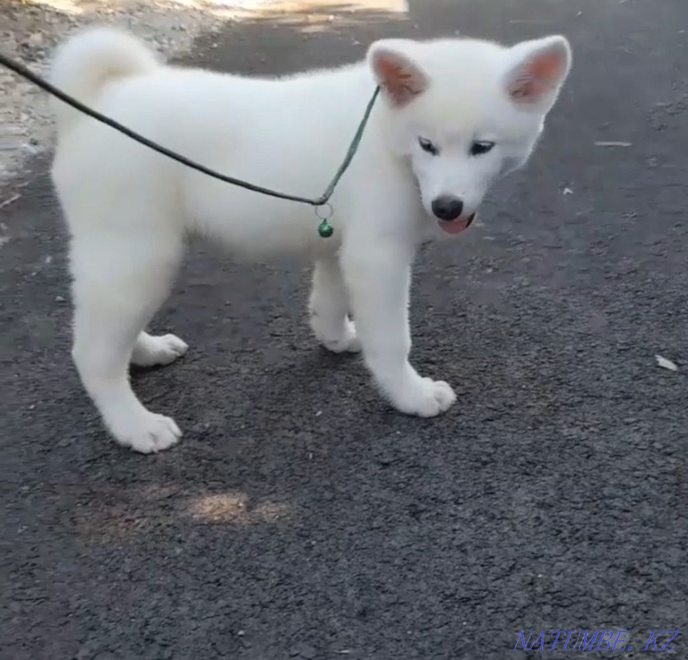 Красивый мальчик Акита Ину Астана - изображение 2