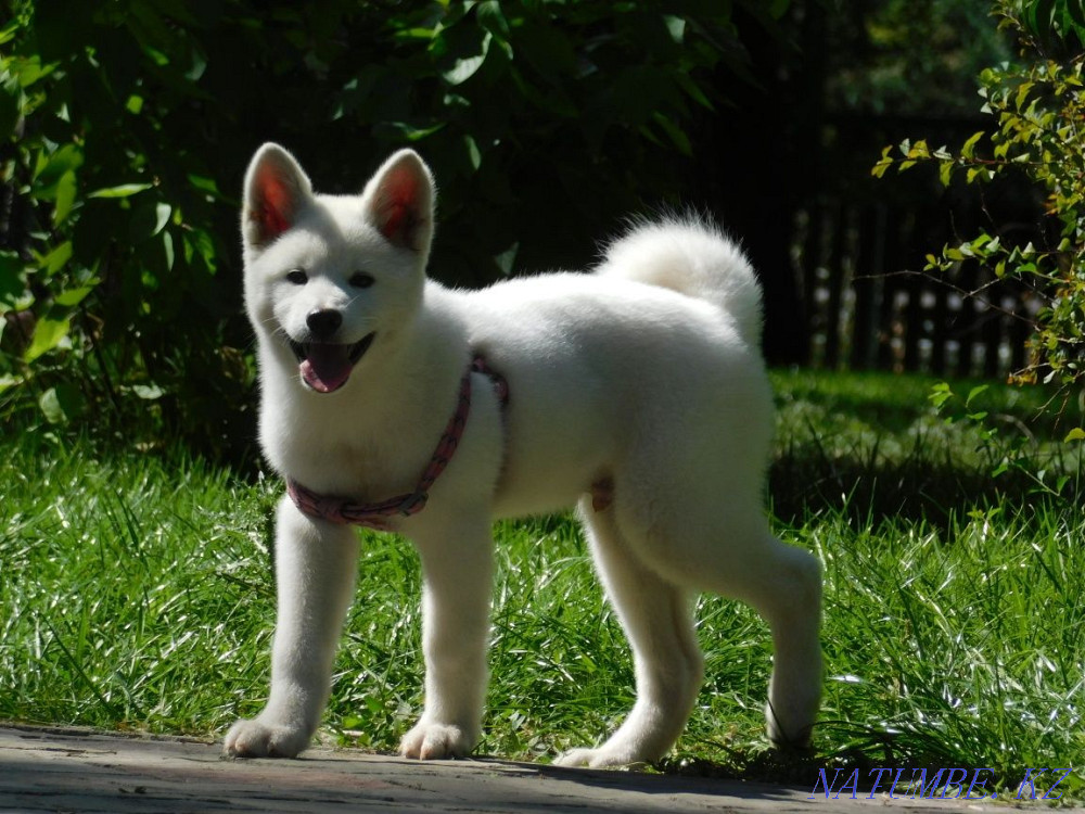 Ақшақар бала Акита Ину (Хачико)  Алматы - изображение 1