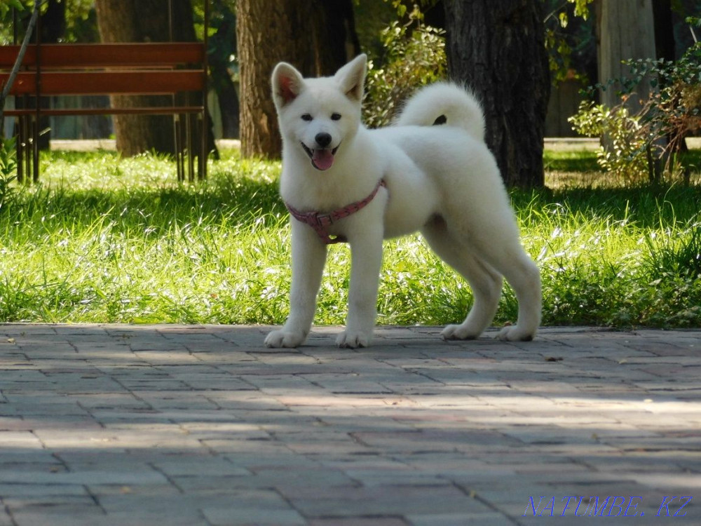 Ақшақар бала Акита Ину (Хачико)  Алматы - изображение 2