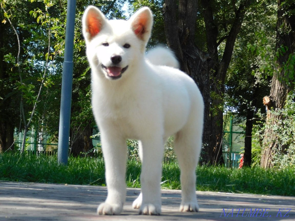 Ақшақар бала Акита Ину (Хачико)  Алматы - изображение 6