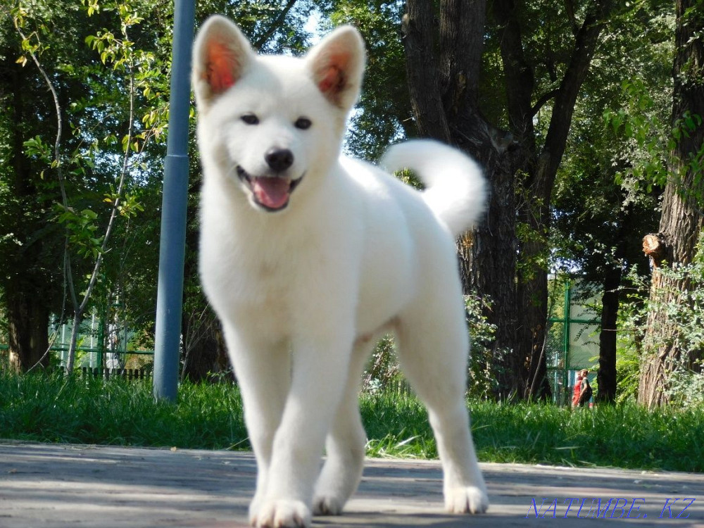 Gorgeous boy rare color Akita inu hachiko Astana - photo 8