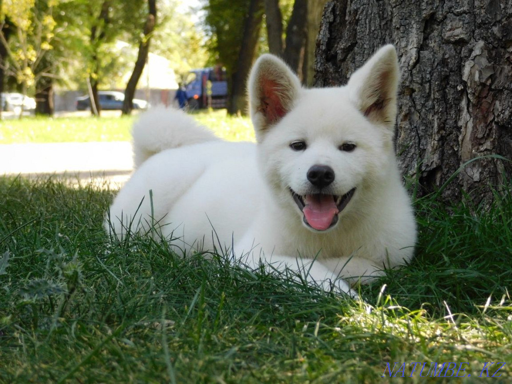 Gorgeous boy rare color Akita inu hachiko Astana - photo 4