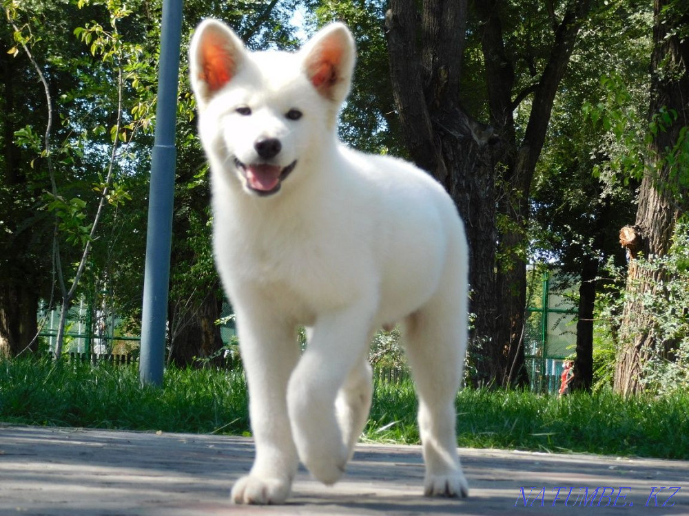Gorgeous boy rare color Akita inu hachiko Astana - photo 6