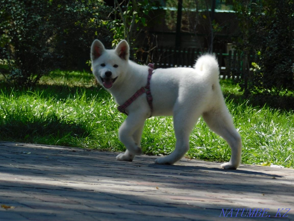 Gorgeous boy rare color Akita inu hachiko Astana - photo 2
