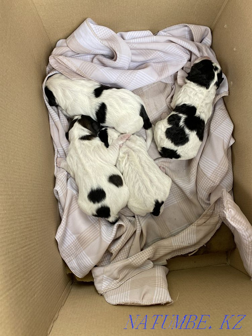 4 собачки мальчики Караганда - изображение 1