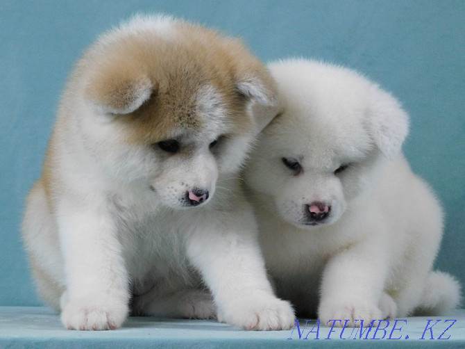 gorgeous white puppies Atyrau - photo 1