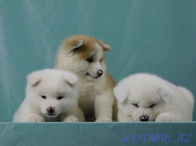 gorgeous white puppies Atyrau - photo 4
