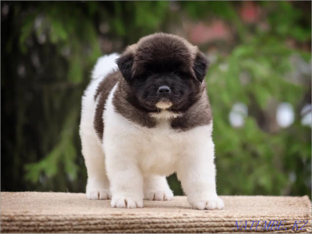 Американдық Акита күшіктері  Алматы - изображение 3