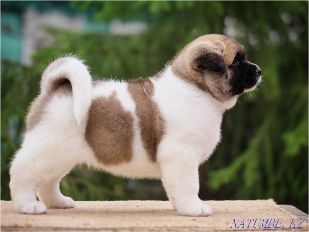 Американдық Акита күшіктері  Алматы - изображение 6