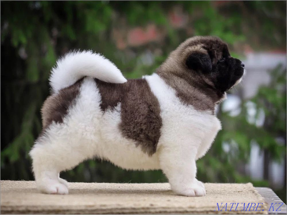 Американдық Акита күшіктері  Алматы - изображение 4