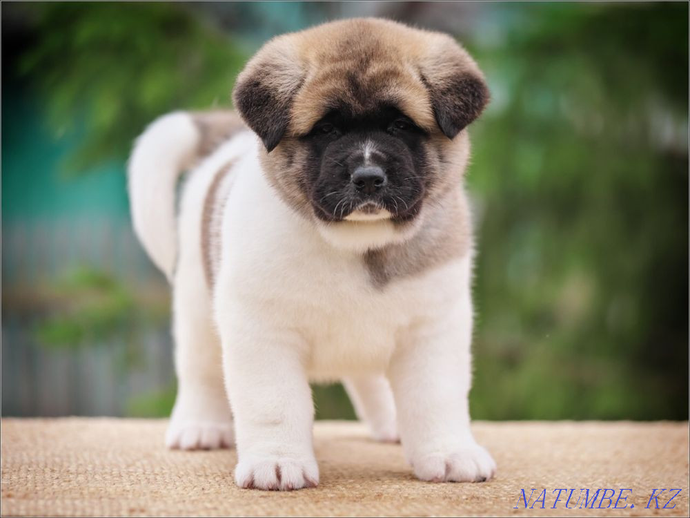 Американдық Акита күшіктері  Алматы - изображение 5