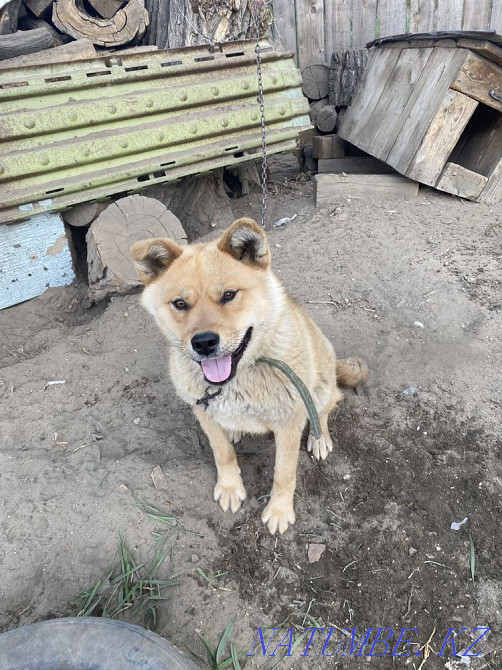 Продам Акита ину девочка щенок не рожала не стерилизована Семей - изображение 1