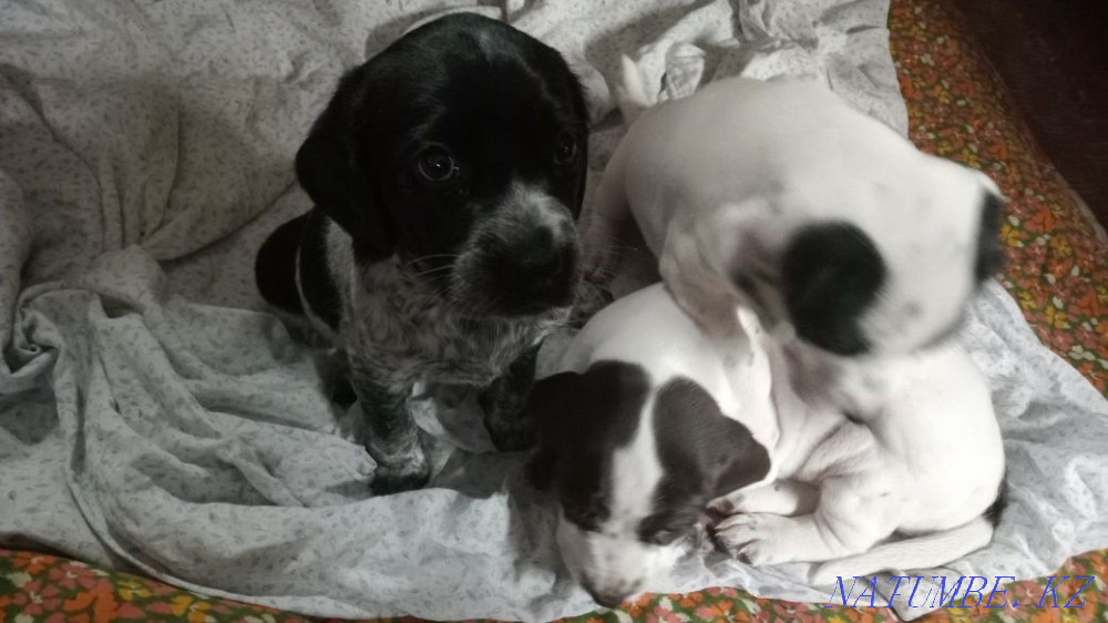 Щенята Куртсхар. Бектобе - изображение 1