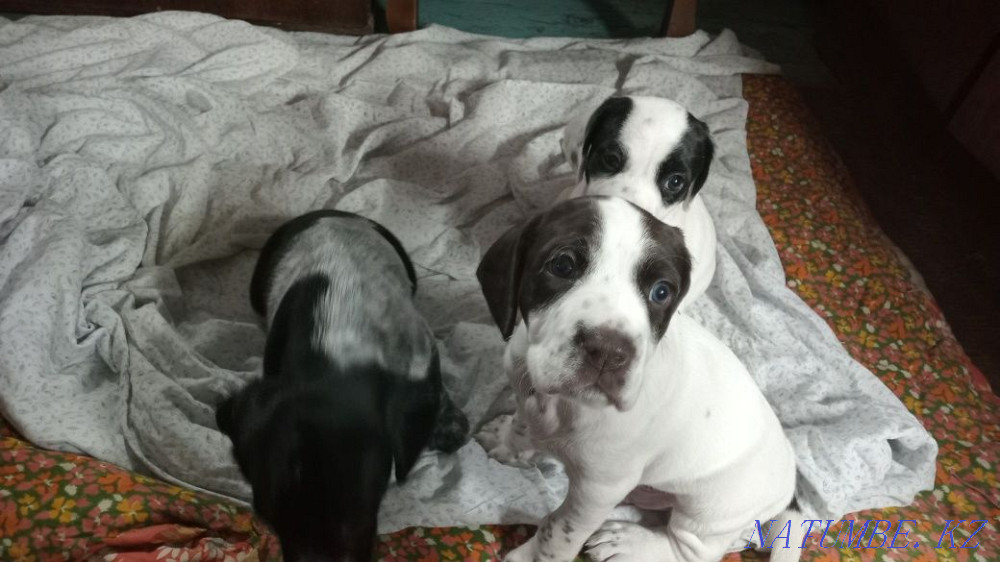 Щенята Куртсхар. Бектобе - изображение 3