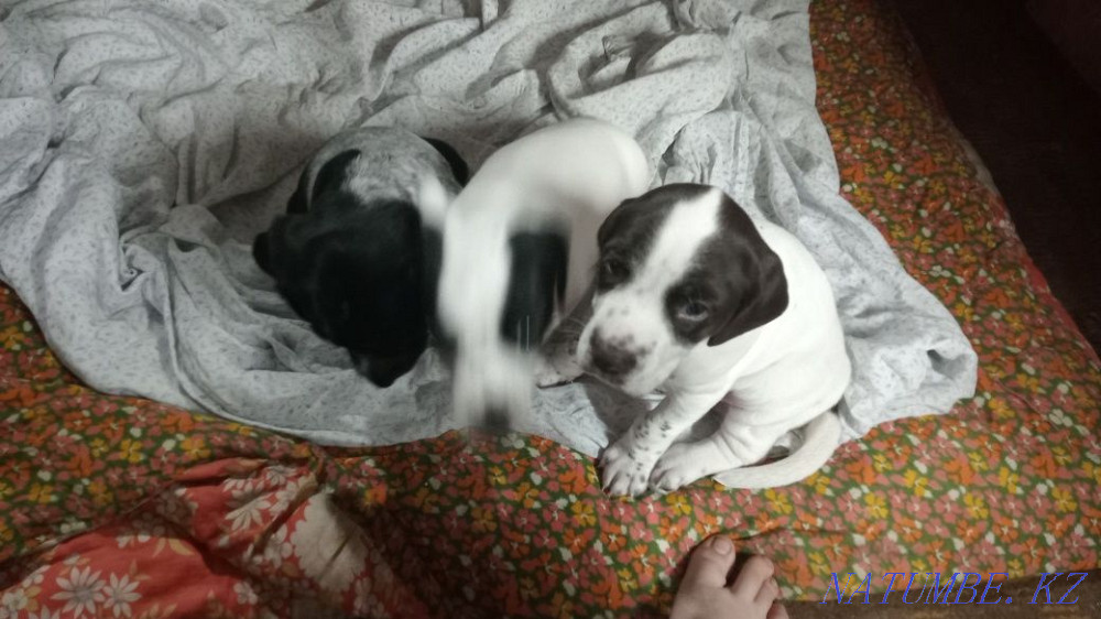 Щенята Куртсхар. Бектобе - изображение 2